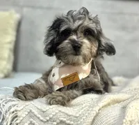 Blue, a female Poodle - Miniature  and Miniature Dachshund for sale in Shipshewana, IN – 4 of 4