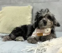 Blue, a female Poodle - Miniature  and Miniature Dachshund for sale in Shipshewana, IN – 2 of 4