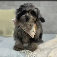 Blue, a female Poodle - Miniature  and Miniature Dachshund for sale in Shipshewana, IN – 3 of 4