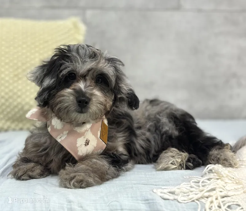 Blue – Poodle - Miniature , Miniature Dachshund puppy for sale in Shipshewana, IN