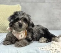 Blue, a female Poodle - Miniature  and Miniature Dachshund for sale in Shipshewana, IN – 1 of 4