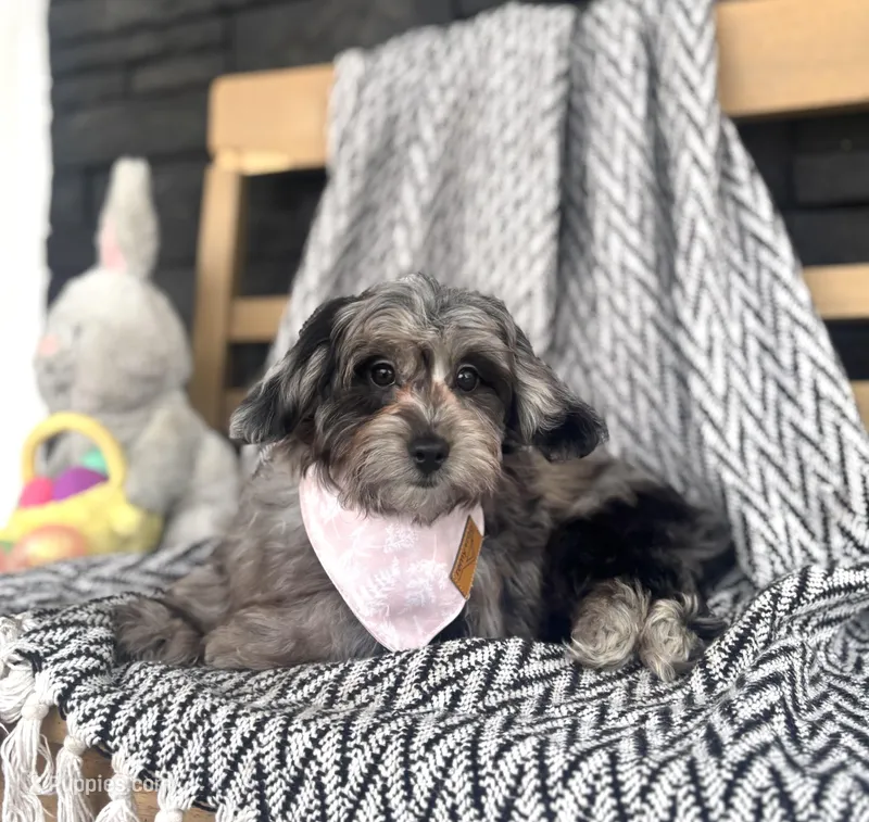 Blue – Poodle - Miniature , Miniature Dachshund puppy for sale in Shipshewana, IN