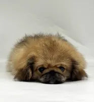 Daisy, a female Pekingese for sale in Shipshewana, IN – 4 of 5