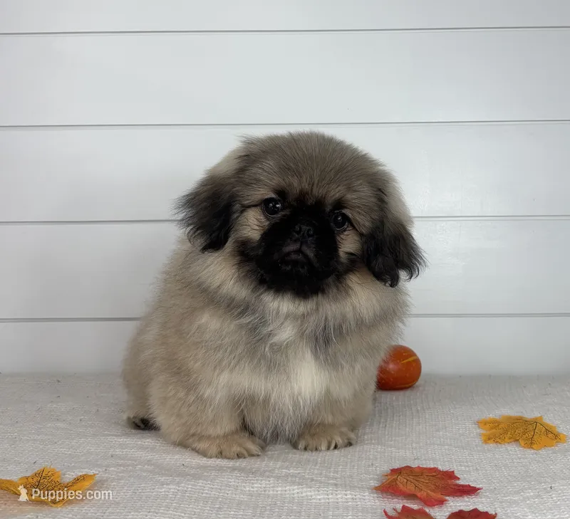 Bear – Pekingese puppy for sale in Shipshewana, IN