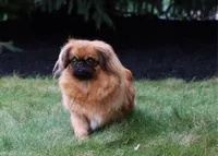 BREEDING STOCK!, a female Pekingese for sale in Shipshewana, IN – 2 of 4