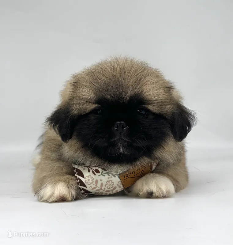 Copper – Pekingese puppy for sale in Shipshewana, IN