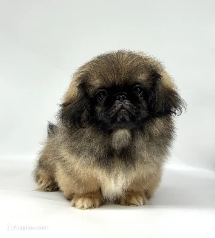 Forest – Pekingese puppy for sale in Shipshewana, IN