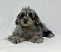 Blue, a female Poodle - Miniature  and Miniature Dachshund for sale in Shipshewana, IN – 4 of 5