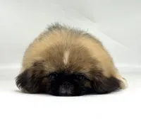 Rocky, a male Pekingese for sale in Shipshewana, IN – 3 of 4