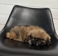 Daisy, a female Pekingese for sale in Shipshewana, IN – 3 of 4