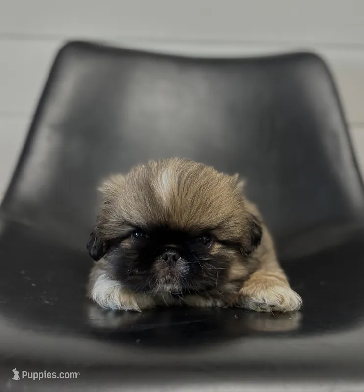 Rocky – Pekingese puppy for sale in Shipshewana, IN