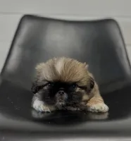 Rocky, a male Pekingese for sale in Shipshewana, IN – 1 of 4