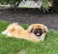 BREEDING STOCK!, a female Pekingese for sale in Shipshewana, IN – 3 of 7