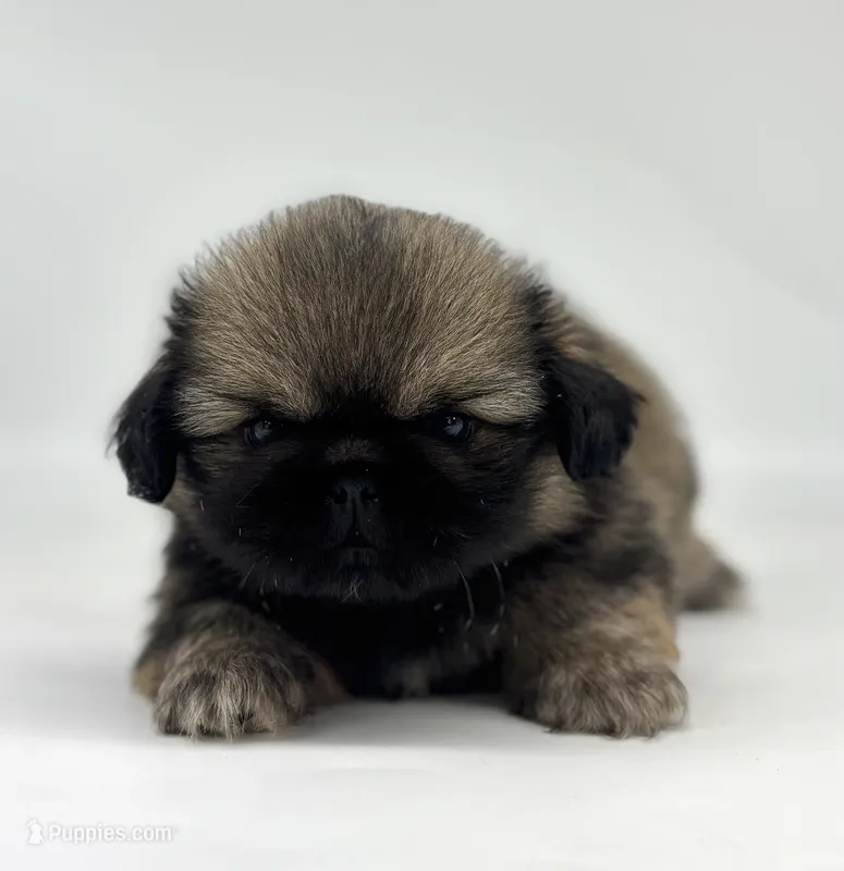 Kai – Pekingese puppy for sale in Shipshewana, IN