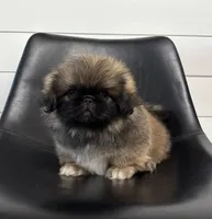 Forest, a male Pekingese for sale in Shipshewana, IN – 4 of 4