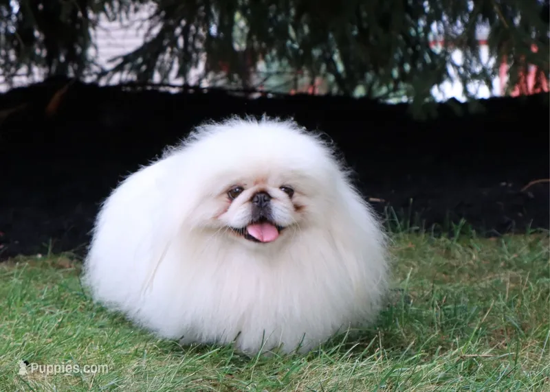 PROVEN STUD! – Pekingese puppy for sale in Shipshewana, IN