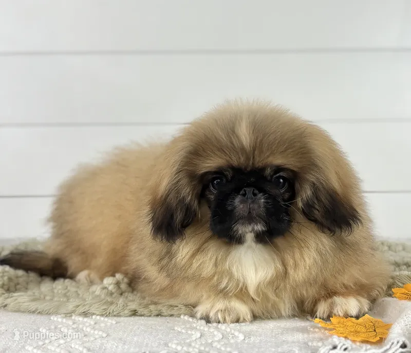 Rocky – Pekingese puppy for sale in Shipshewana, IN