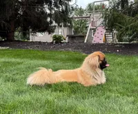 BREEDING STOCK!, a female Pekingese for sale in Shipshewana, IN – 7 of 7