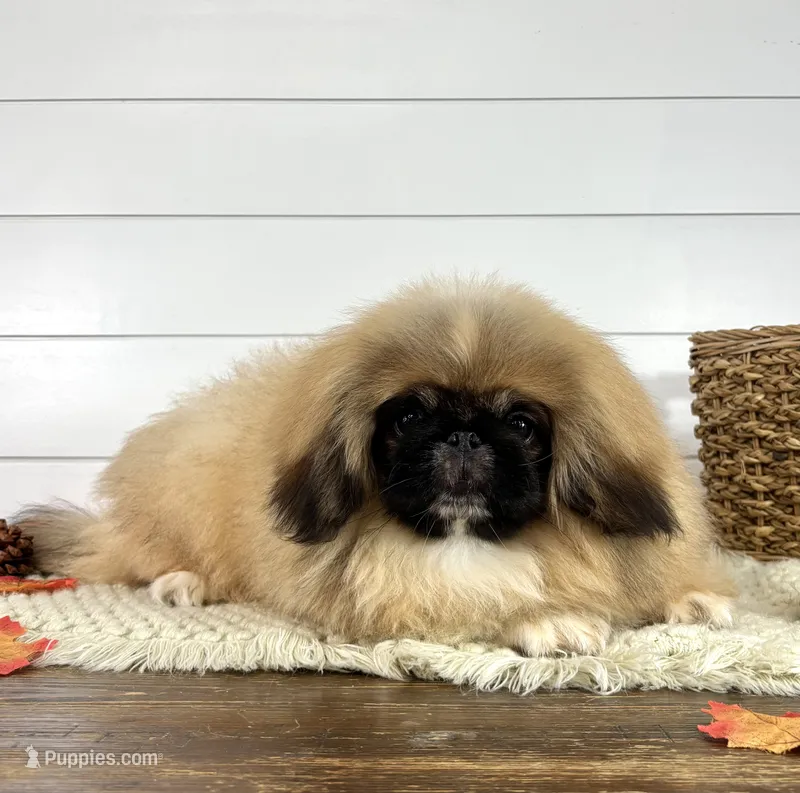 Rocky – Pekingese puppy for sale in Shipshewana, IN