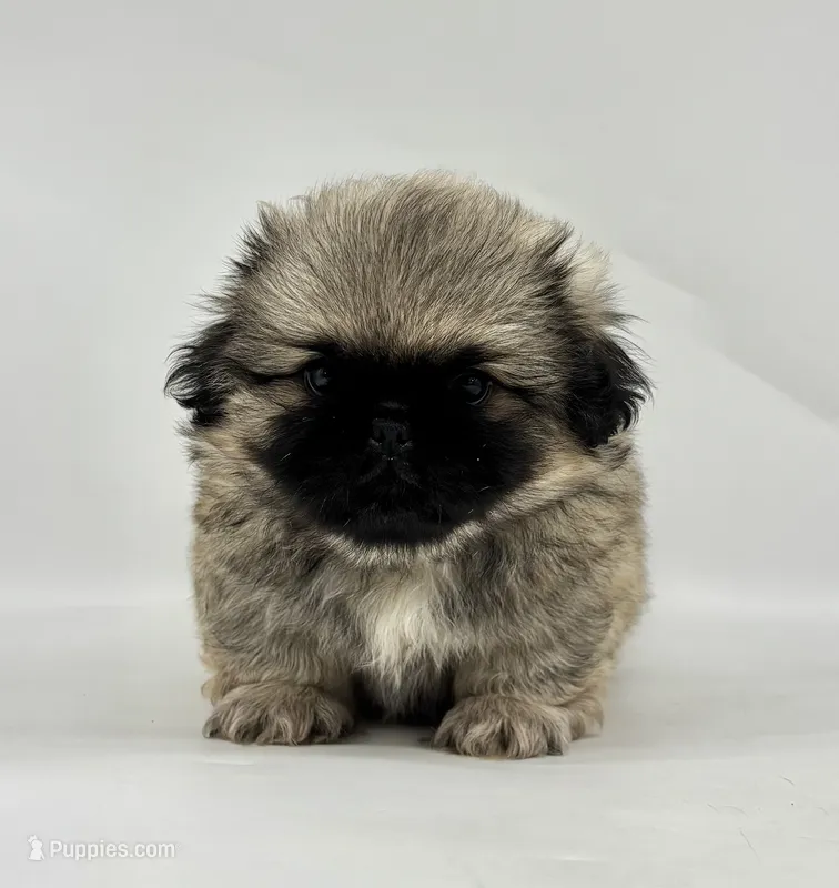 Bear – Pekingese puppy for sale in Shipshewana, IN