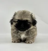 Bear, a male Pekingese for sale in Shipshewana, IN – 1 of 4