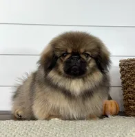 Kai, a male Pekingese for sale in Shipshewana, IN – 4 of 4