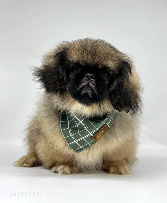 Forest – Pekingese puppy for sale in Shipshewana, IN