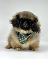 Forest, a male Pekingese for sale in Shipshewana, IN – 1 of 5
