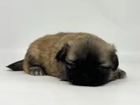Hazel, a female Pekingese for sale in Shipshewana, IN – 2 of 4