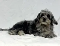 Blue, a female Poodle - Miniature  and Miniature Dachshund for sale in Shipshewana, IN – 3 of 5