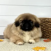 Copper, a male Pekingese for sale in Shipshewana, IN – 1 of 4