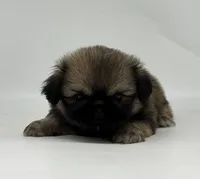 Kai, a male Pekingese for sale in Shipshewana, IN – 4 of 4