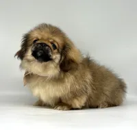 Daisy, a female Pekingese for sale in Shipshewana, IN – 3 of 5