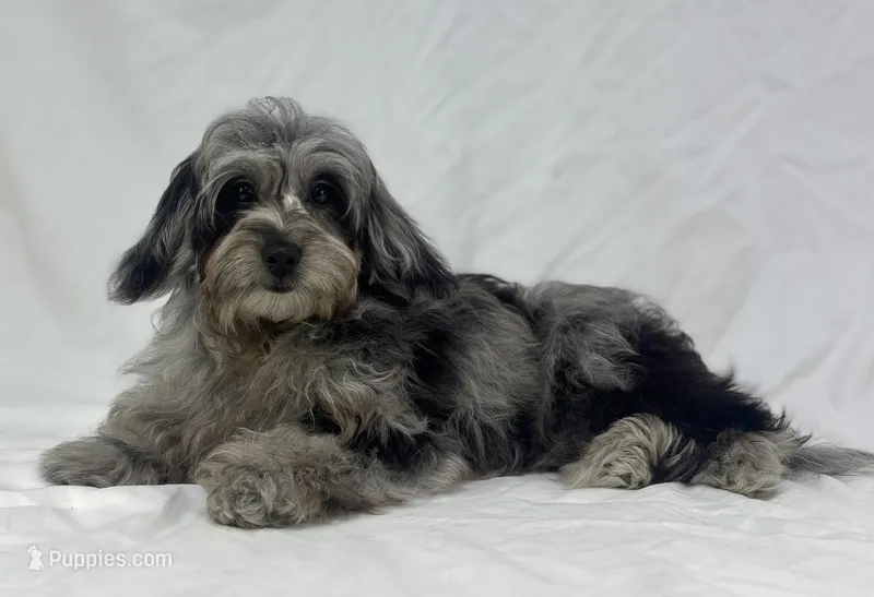 Blue – Poodle - Miniature , Miniature Dachshund puppy for sale in Shipshewana, IN