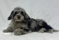 Blue, a female Poodle - Miniature  and Miniature Dachshund for sale in Shipshewana, IN – 1 of 5