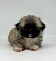 Leo, a male Pekingese for sale in Shipshewana, IN – 1 of 4