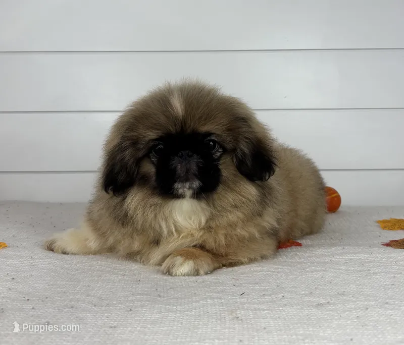 Rocky – Pekingese puppy for sale in Shipshewana, IN