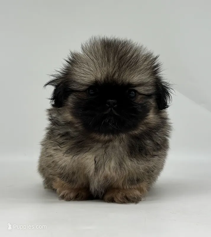 Murphy – Pekingese puppy for sale in Shipshewana, IN