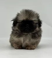 Murphy, a male Pekingese for sale in Shipshewana, IN – 1 of 4