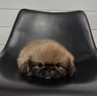 Daisy, a female Pekingese for sale in Shipshewana, IN – 4 of 4
