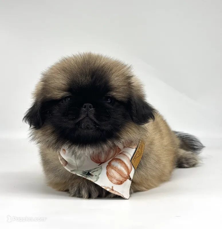 Hazel – Pekingese puppy for sale in Shipshewana, IN