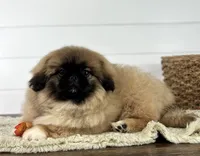 Copper, a male Pekingese for sale in Shipshewana, IN – 3 of 4