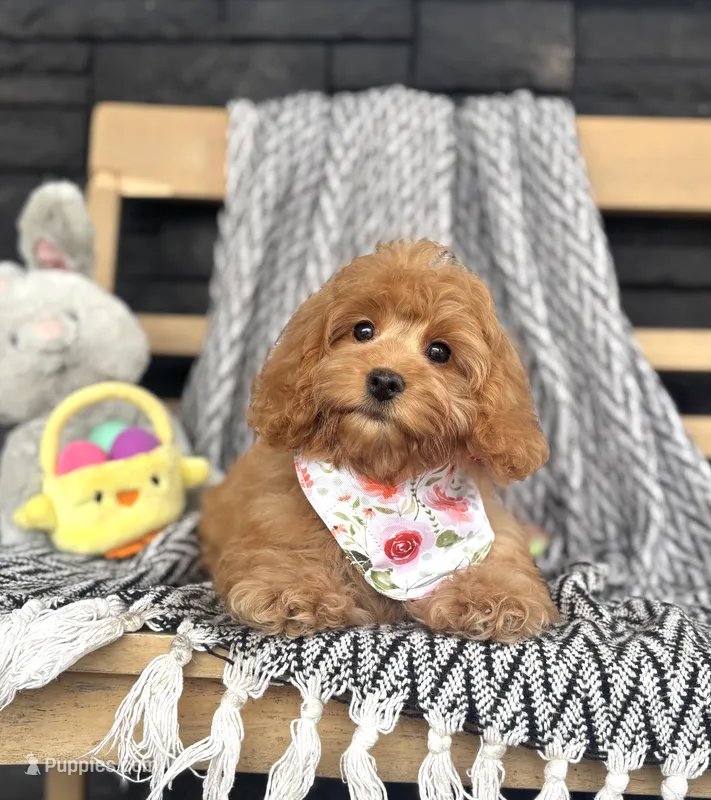 Honey – Poodle - Miniature , Miniature Dachshund puppy for sale in Shipshewana, IN