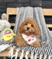 Honey, a female Poodle - Miniature  and Miniature Dachshund for sale in Shipshewana, IN – Photo 1 of 4