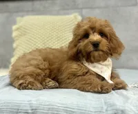 Honey, a female Poodle - Miniature  and Miniature Dachshund for sale in Shipshewana, IN – 1 of 4