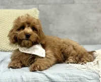Honey, a female Poodle - Miniature  and Miniature Dachshund for sale in Shipshewana, IN – 4 of 4