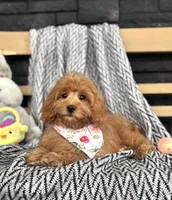 Honey, a female Poodle - Miniature  and Miniature Dachshund for sale in Shipshewana, IN – Photo 3 of 4