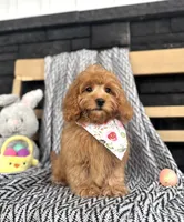 Honey, a female Poodle - Miniature  and Miniature Dachshund for sale in Shipshewana, IN – Photo 4 of 4