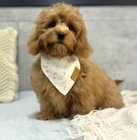 Honey, a female Poodle - Miniature  and Miniature Dachshund for sale in Shipshewana, IN – 2 of 4