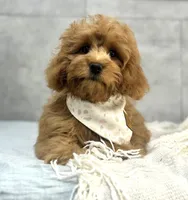 Honey, a female Poodle - Miniature  and Miniature Dachshund for sale in Shipshewana, IN – 3 of 4